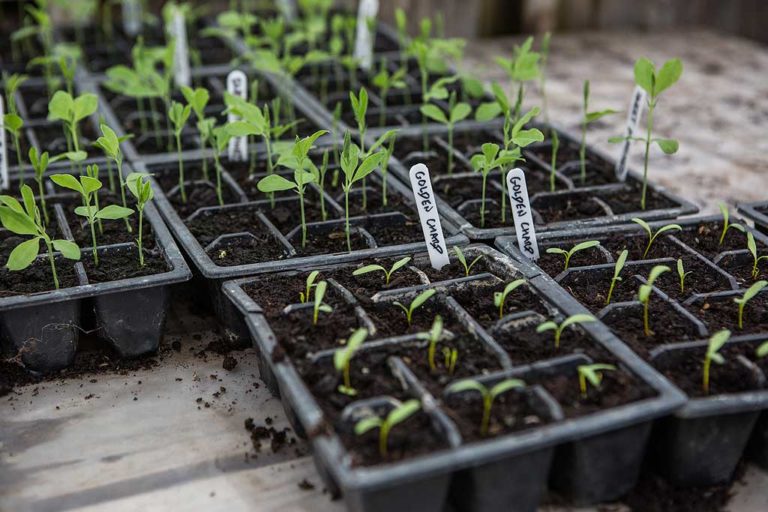 Therapeutic Activities at High Mead Farm in Ferndown, Dorset